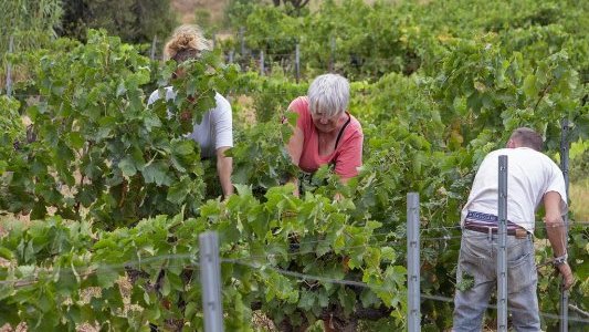 Vendanges 2023, un millésime prometteur