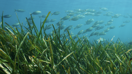 Pour l'agence de l'eau, la Méditerranée est "une mer fragile mais bien vivante"