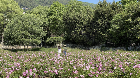 "European Fragrance Cities" : lancement ce 1er juin du Club Européen des Maires des villes de la Parfumerie 