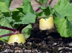 Agriculture : un plan de relance régional de 24 M€ en 2021