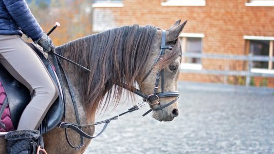 Une nouvelle aide sectorielle aux centres équestres et aux poney clubs recevant du public