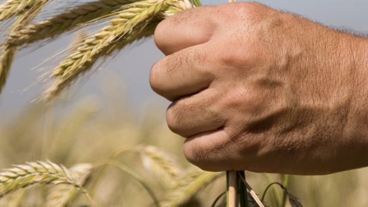  Agroalimentaire : les conséquences de la guerre