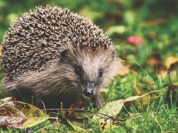 Un centre de soins de la faune sauvage bientôt à Saint-Cézaire-sur-Siagne