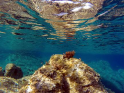 Concours de Photographie Sous-Marine