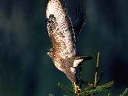 Lâcher d'un rapace « une semaine, un oiseau »