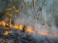 Feux de forêt : des moyens supplémentaires pour le service départemental d'incendie et de secours des Alpes-Maritimes