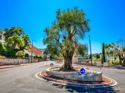 Cannes : l'avenue de Grasse désormais plus verte, plus pratique et plus sûre