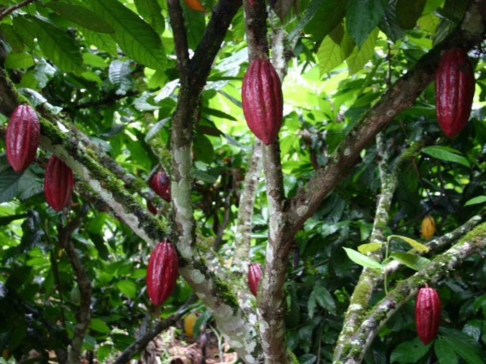 Cacao : un corner sur la