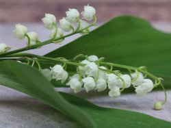 1er mai : la vente du muguet e ?troitement encadre ?e