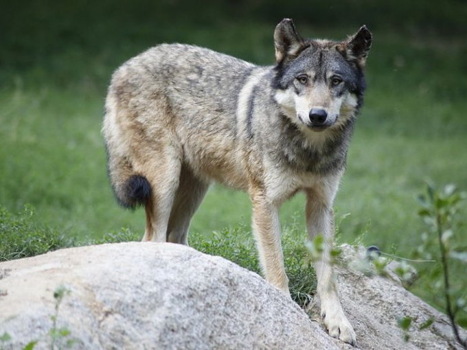 Loup : une cohabitation