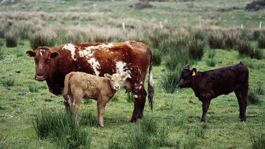 Une allocation pour financer le remplacement des exploitants agricoles empêchés de travailler