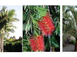 Nice : Campagne annuelle de densification des terre-pleins de la Promenade des Anglais