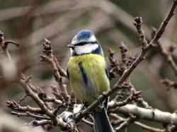 Les oiseaux communs de Provence-Alpes-Côte d'Azur en déclin généralisé constant