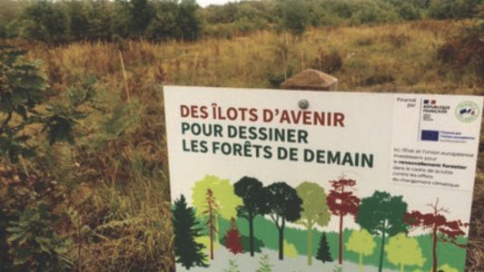 FORÊTS : L'impact dévastateur du changement climatique