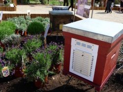  21ème édition de la Fête du Miel de Mouans-Sartoux (06) : le grand rendez-vous de l'apiculture provençale !