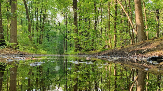 Europe : Le droit pénal pour mieux protéger l'environnement