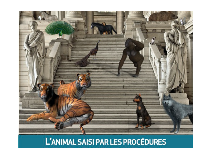 Colloque CERDP : L'animal