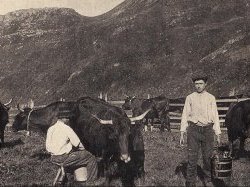 Patrimoine azuréen : le lait en circuit court !