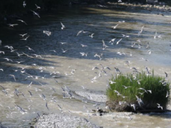 « Natura 2000 Basse Vallée du Var » : Mise en place d'un arrêté préfectoral de protection de biotope (APPB) sur la zone de l'Embouchure du Fleuve Var 