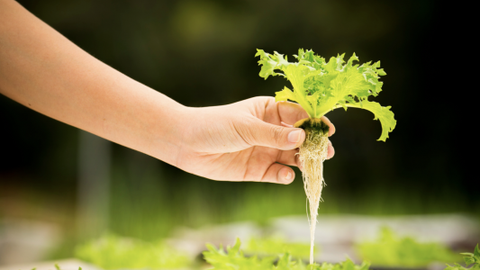 Maraîchage : Appel à candidatures pour l'exploitation d'un terrain agricole à Nice