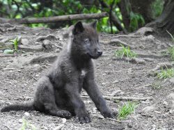 Le Boréon : un p'tit loup déjà costaud 