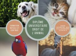 Un D.U droit de l'animal à la fac de droit de Nice