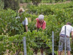 Vendanges 2023, un millésime prometteur