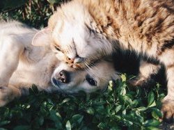 Création d'un DU Droit de l'animal à la Faculté de Droit de Nice