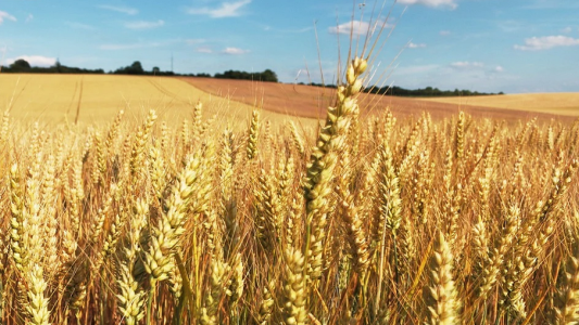 Monde : une grande insécurité alimentaire