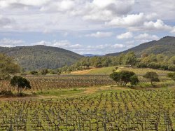 Vins de Provence rosés, un millésime 2022 prometteur