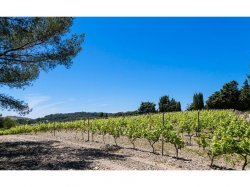 Sur l'île Paul Ricard, un vignoble exceptionnel