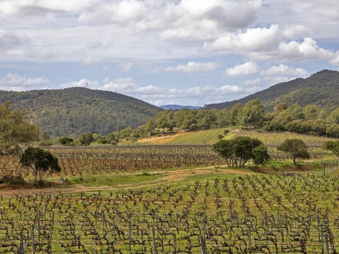 Vins de Provence rosés,