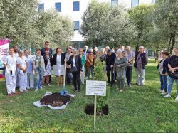 A l'hôpital Sainte-Musse, un Arbre de Vie pour remercier les donneurs d'organes