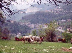 Les Alpes-Maritimes présentes au Salon de l'Agriculture