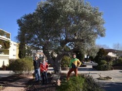 Au Lavandou, une carte d'identité pour 3 500 arbres