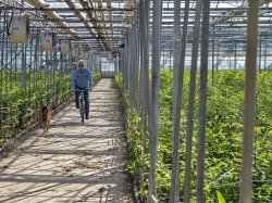 A Hyères, Olsthoorn Floriculture, une production éco-responsable