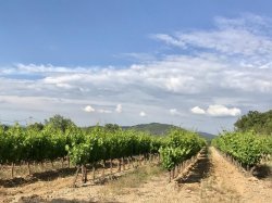 Vins de Provence, un plan de relance de 1,2 million d'€ 