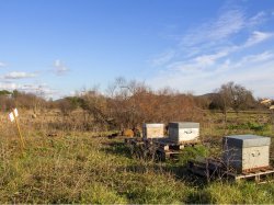 La Garde, grande amie des abeilles