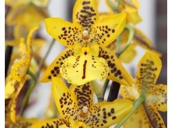Nuage d'orchidées 3D à la Journée Internationale de l'Orchidée