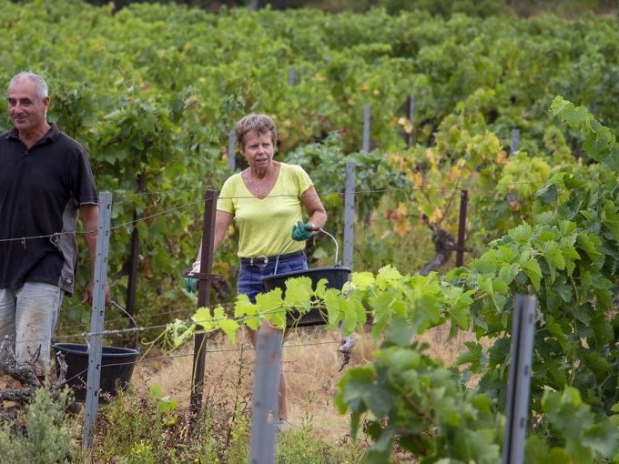 Les ventes de Vins (...)