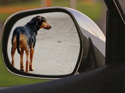 Webinaire : « Les actes de cruautés commis sur les animaux », par Laurent Bègue, Professeur de psychologie sociale