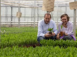 A Hyères, Valbray, premier producteur de muguet en pot de France !