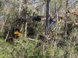  Dans la Forêt des Maures, des coupes groupées en forêts publiques et privées