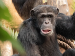 Partenariat avec le Jane Goodall Institute : la ville de Nice collecte téléphones et tablettes pour aider à préserver l'habitat des chimpanzés