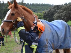 La présence animale, intégrée à la formation des sapeurs-pompiers