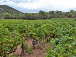 Dans le Var, Terrebrune lutte contre le mildiou et l'oïdium