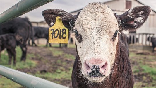 Regard sur le droit et les démons de l'éthique animale par Hania Kassoul, Doctorante