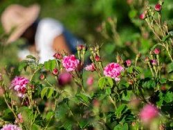 La Maison Lancôme renforce son ancrage à Grasse et devient propriétaire d'un domaine de 4 hectares