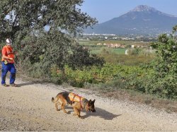 Avec VEOLIA, des chiens pour détecter des fuites d'eau sur le réseau !