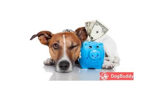 Quand la passion des chiens rapporte de l'argent : un dog-sitter peut gagner 10.000€ de revenus complémentaires par an !